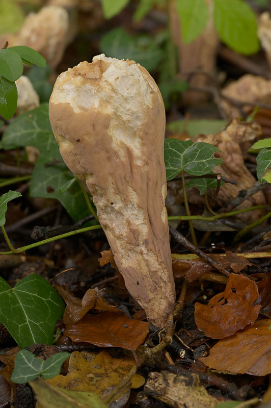 Clavariadelphus pistillaris